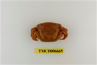 藏品(絨毛近方蟹)的圖片